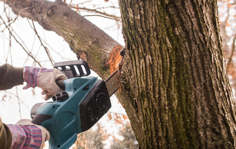 chainsaw cutting into a tree